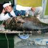 2000年２月糸満沖で68キロのアーラミーバイをゲットした上原篤樹さん。餌は２キロのヒレカー。